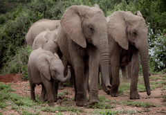 Addo Park game-viewing