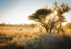 Hayward's Safari House