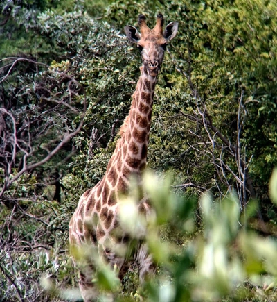 Hemel Bushveld Lodge