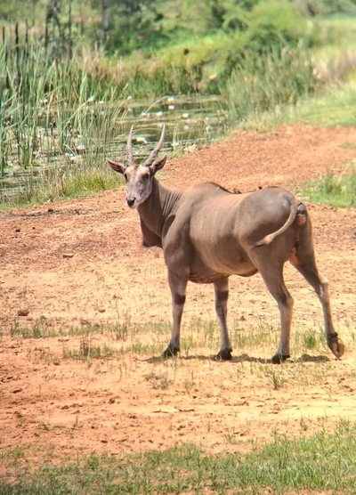 Hemel Bushveld Lodge