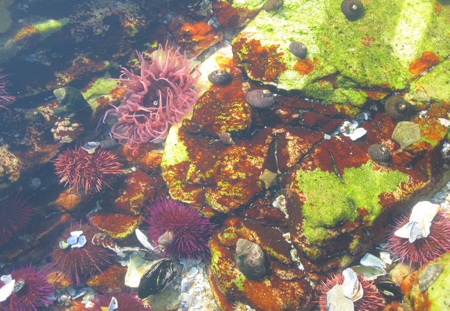 Tidal pools in the Estate