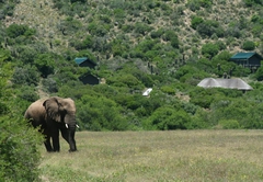 HillsNek Safaris