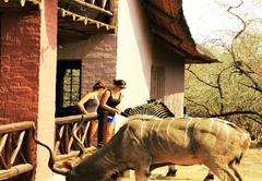 Honey Badger Safari House