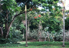 Hornbill at Leopard Tree