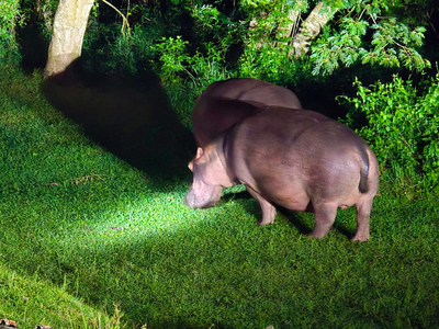 Hornbill Fishing Suites