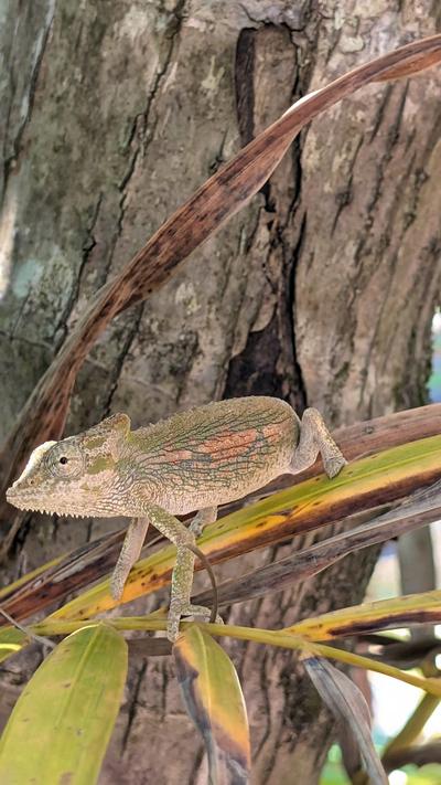 Hornbill Fishing Suites