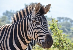 Tame Zebras