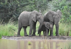 Elephants