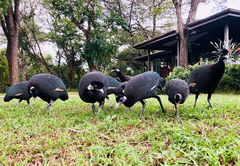 Crested guineafowl visit