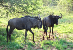 Wildebeest in the park