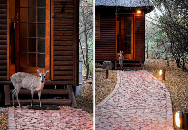 Family Wooden Cabin