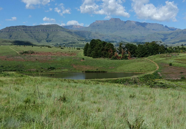 Inkungu Homestead