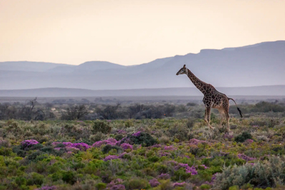Inverdoorn Private Game Reserve