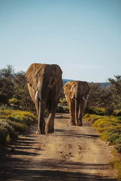 Inverdoorn Private Game Reserve