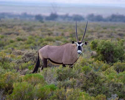 Inverdoorn Private Game Reserve