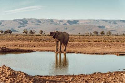 Inverdoorn Private Game Reserve