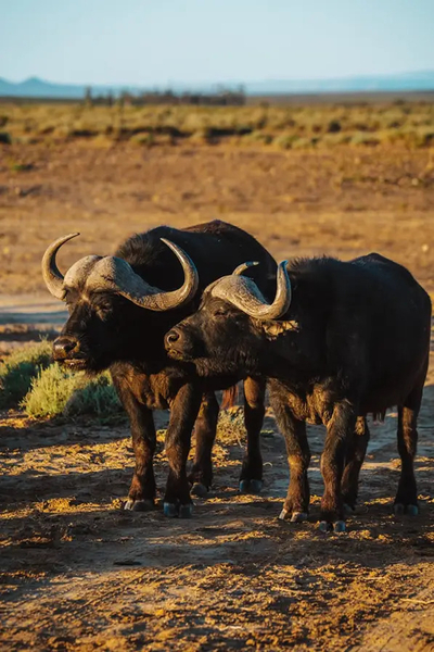 Inverdoorn Private Game Reserve
