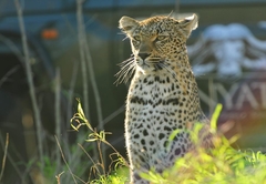 Inyati Private Game Reserve