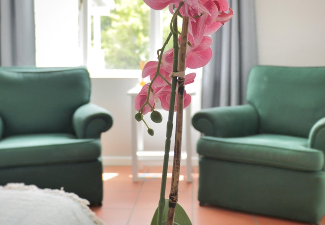 Butterfly Couple Suite