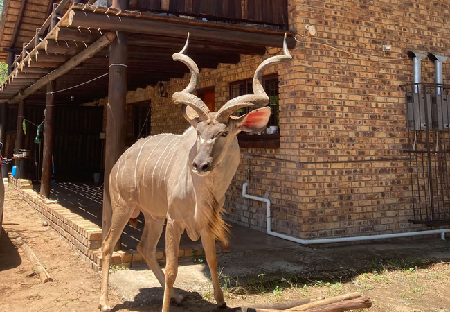 Ivory Sands Safari Lodge