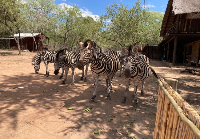 Ivory Sands Safari Lodge