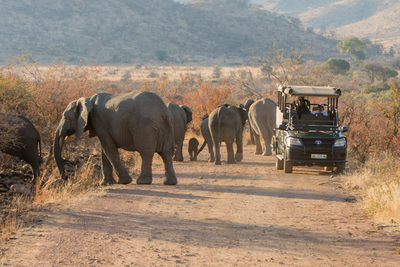 Ivory Tree Game Lodge