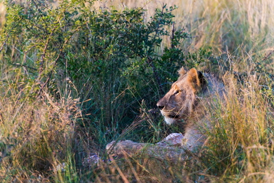 Ivory Tree Game Lodge