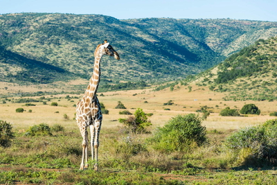 Ivory Tree Game Lodge