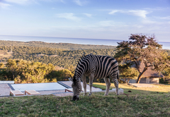 J-Bay Zebra Lodge