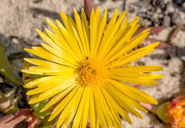 Spring flowers