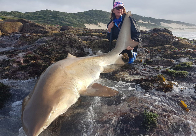 Excellent shark fishing