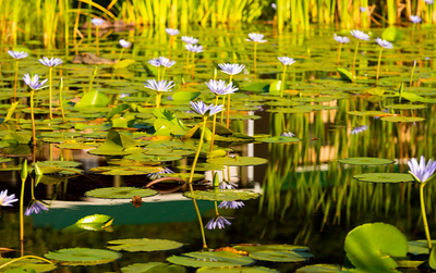 Kingfisher Lakeside Retreat