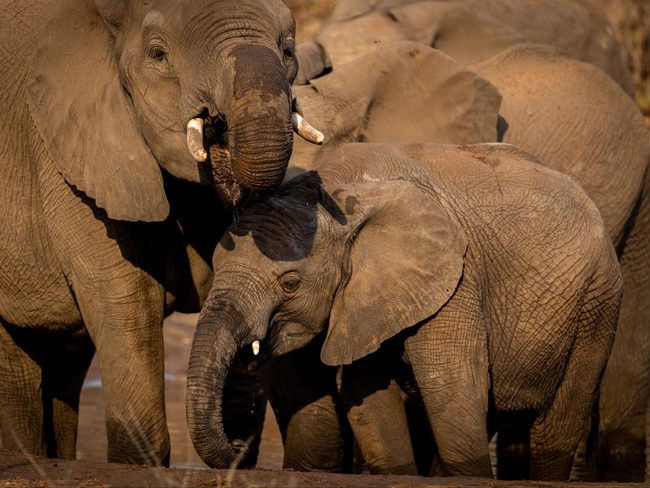 Kingly Conservation Camp