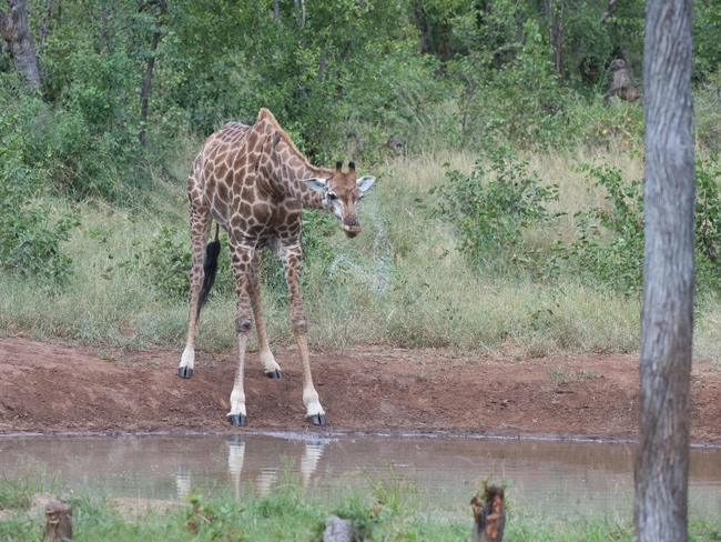 Kingly Conservation Camp