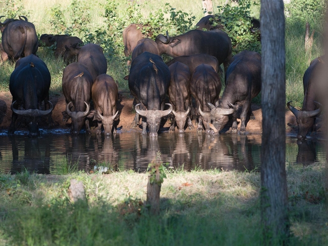 Kingly Conservation Camp
