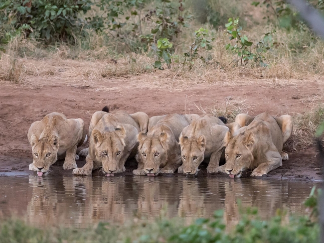 Kingly Conservation Camp