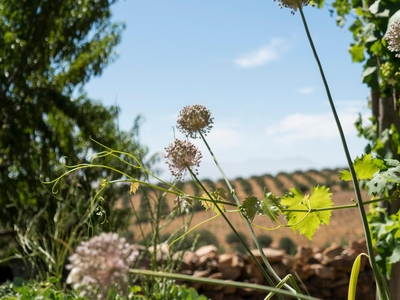 Kleinkloof Farm