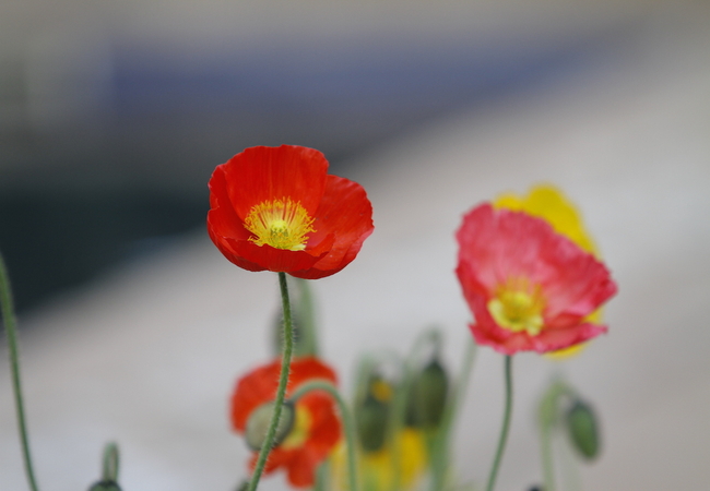 Klipkappertjie Guest House