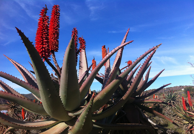 June flowering Aloes