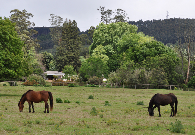 Korongo Valley Guest Farm