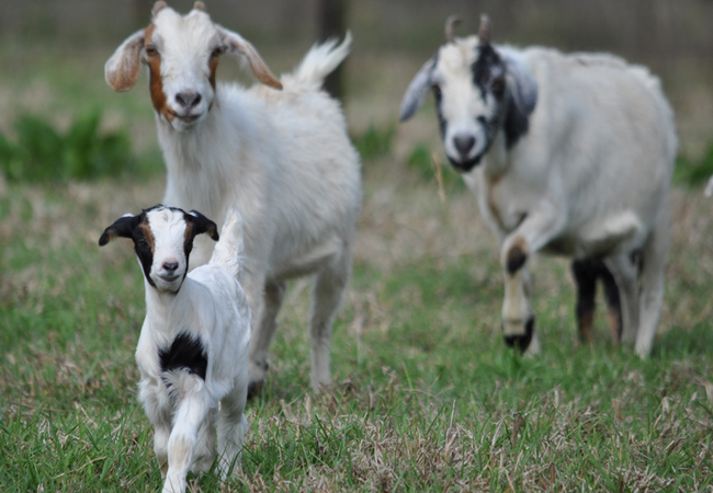 Korongo Valley Guest Farm