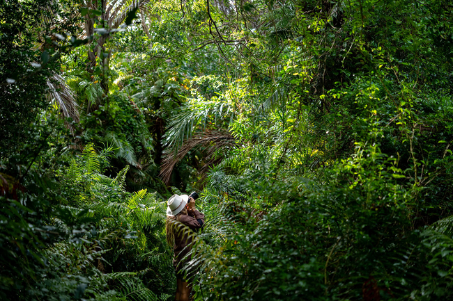 Raphia Forest Walk