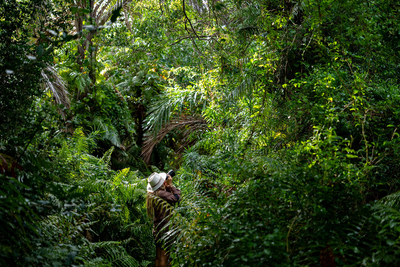 Raphia Forest Walk