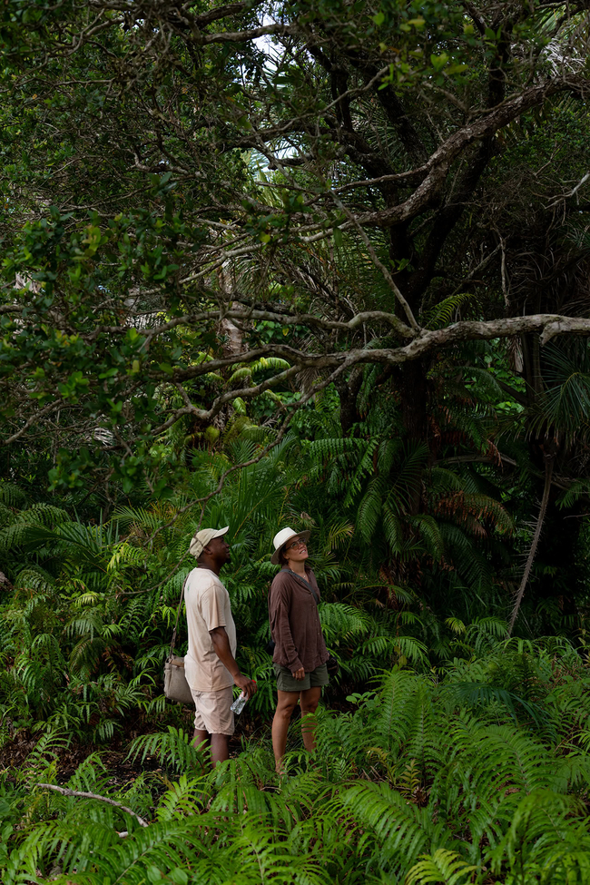 Raphia Forest Walk