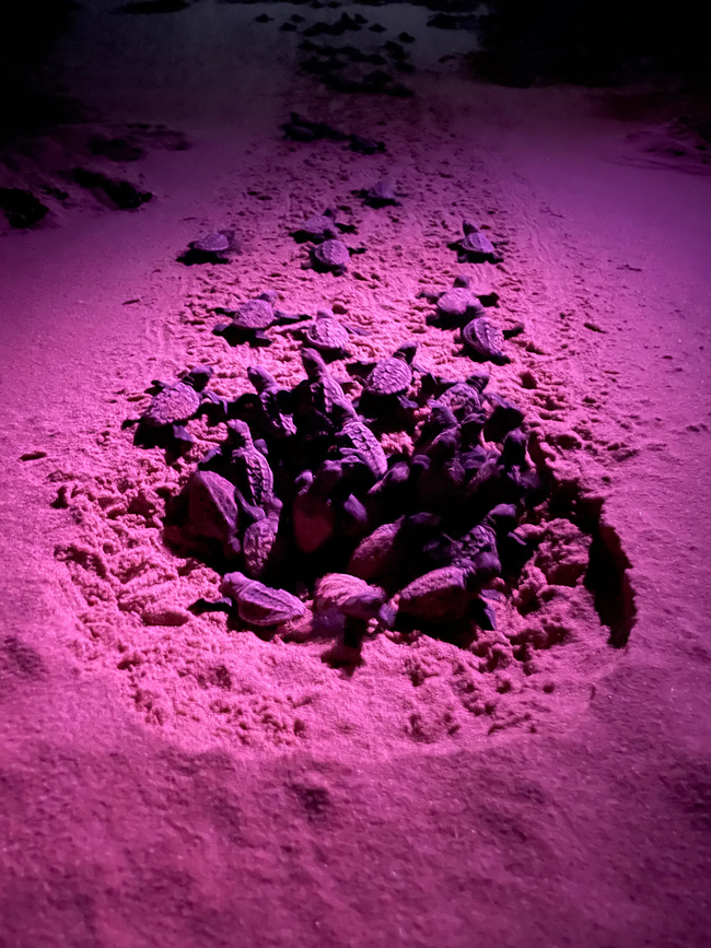 Turtle Tour