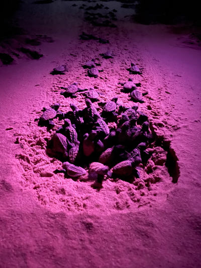 Turtle Tour
