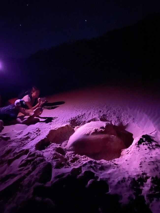 Turtle Tour