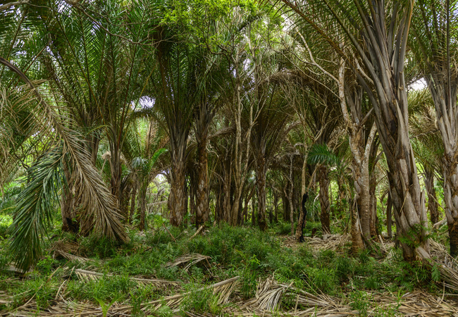 Raphia forest