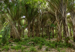 Raphia forest