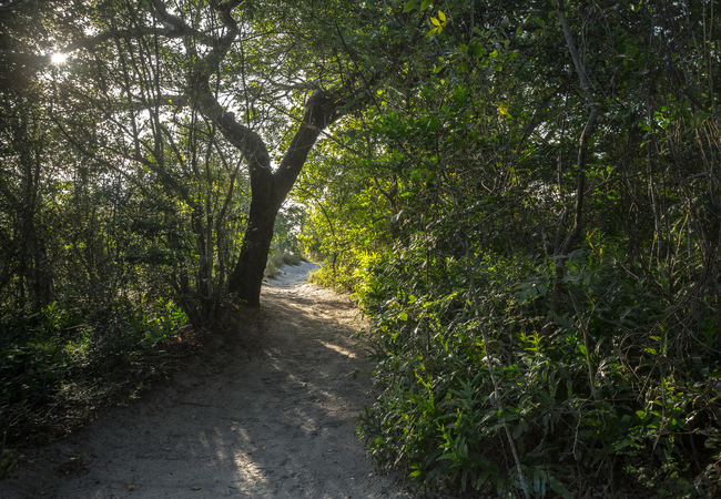 Sandy paths thru forest